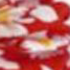 Flower Red